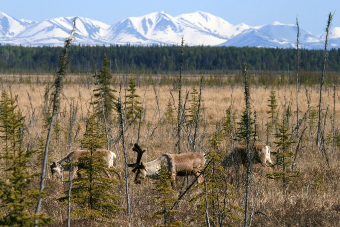 Best caribou viewing Kenai River Flats karen jones pdk9zm
